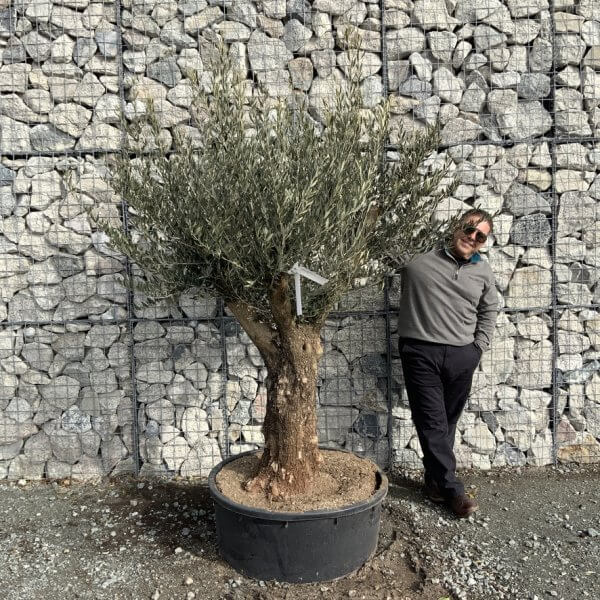 Gnarled Olive Tree Multi Thick Stem XXXL (Low Bowl) G173 - 10FBCD9B 01CB 4EA3 9A6B 9B80D1D9EF74 1 105 c