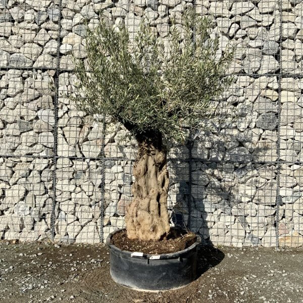Gnarled Olive Tree Multi Stem Low Bowl XXL (Turtle) G235 - 169C25B3 EFCD 4DCC A978 0988CD27130A 1 105 c