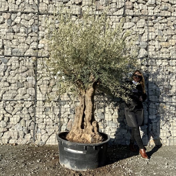 Gnarled Olive Tree Multi Stem Low Bowl XXL (Turtle) G278 - 1764CD2E EB09 4864 A868 9720EEF2EDFB 1 105 c