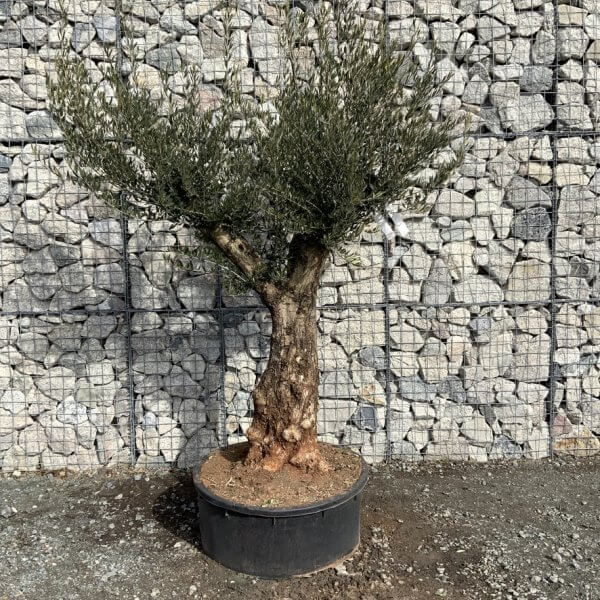 Gnarled Olive Tree Multi Thick Stem XXXL (Low Bowl) G202 - 1D2D05A5 2C58 4356 89EE CBDF44809409 1 105 c