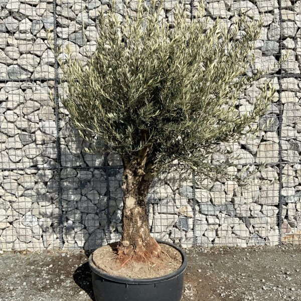 Gnarled Olive Tree Multi Thick Stem XXXL (Low Bowl) G211 - 29941110 FF12 4ED9 A1C3 C770E7EF721E 1 105 c