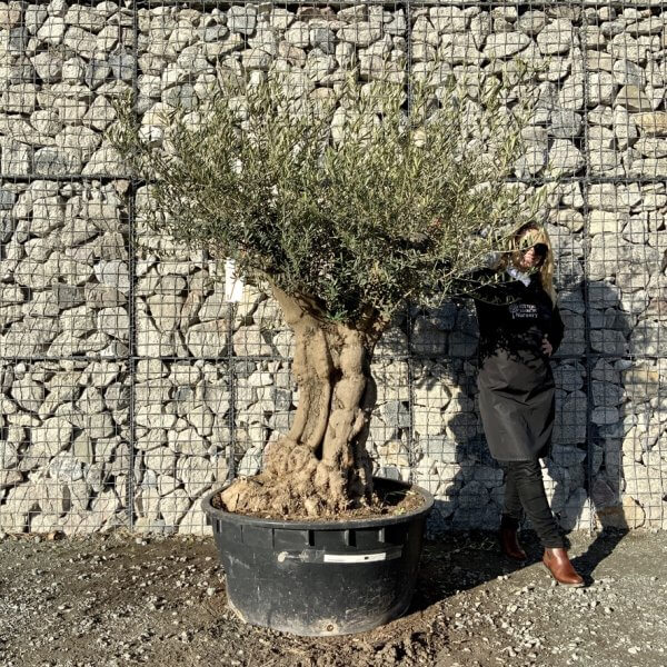 Gnarled Olive Tree Multi Stem Low Bowl XXL (Turtle) G276 - 365F7FA2 E969 4766 BDE8 0C931656179C 1 105 c