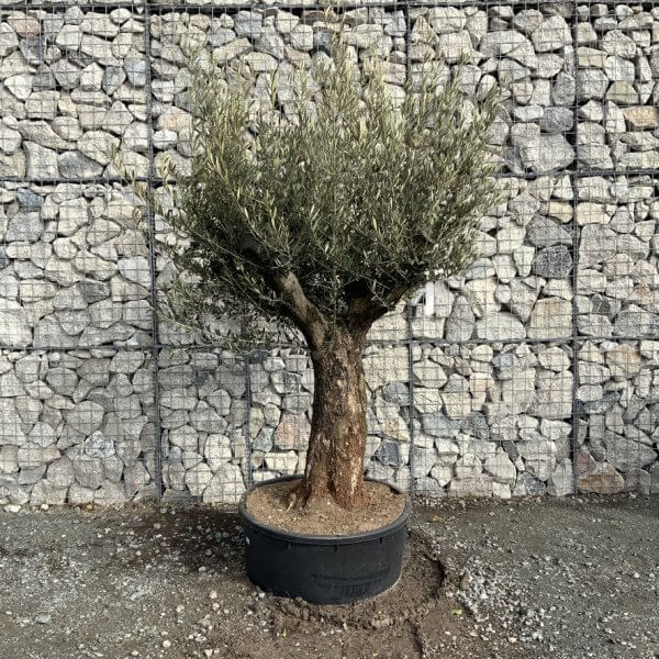 Gnarled Olive Tree Multi Thick Stem XXXL (Low Bowl) G175 - 3EAEB1AB 271B 43AB 9DC1 AA5C234528A4 1 105 c