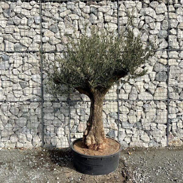 Gnarled Olive Tree Multi Thick Stem XXXL (Low Bowl) G170 - 3F8C0F27 CD96 40ED A6DD 0CCF934CC50C 1 105 c