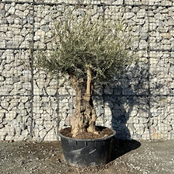 Gnarled Olive Tree Multi Stem Low Bowl XXL (Turtle) G257 - 43BA8274 C4A5 4926 A787 E6BABF41B915 1 105 c