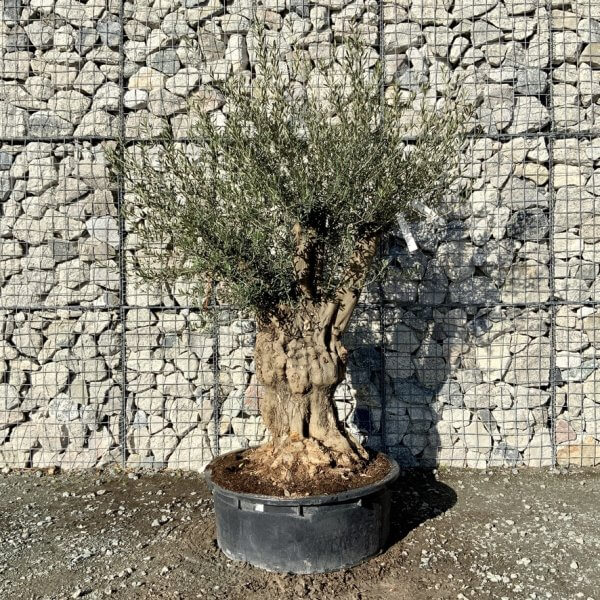 Gnarled Olive Tree Multi Stem Low Bowl XXL (Turtle) G243 - 4921AD37 46B8 449E 9289 B7D5408911DC 1 105 c