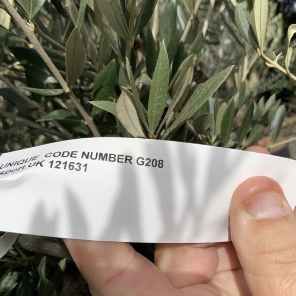 Gnarled Olive Tree Multi Thick Stem XXXL (Low Bowl) G208 - 4F5A7A1A AFD0 4D51 8E9F 1EBFD2E789BB 1 105 c