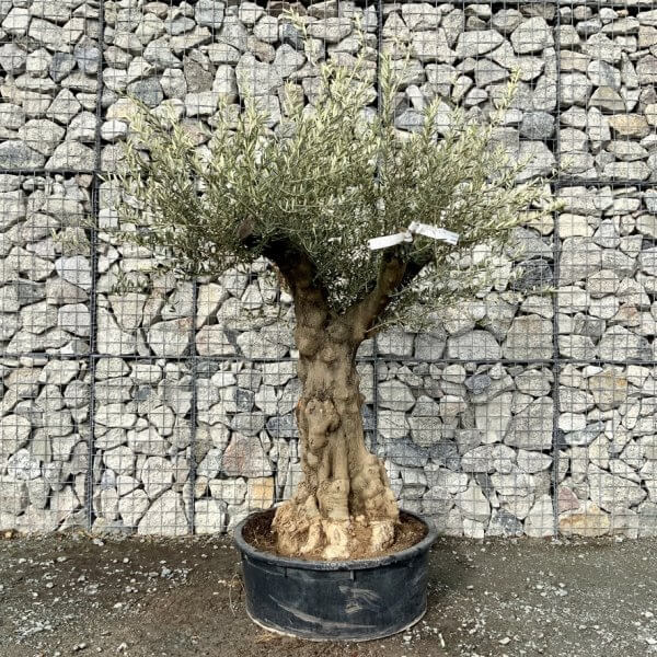 Gnarled Olive Tree Multi Stem Low Bowl XXL (Turtle) G223 - 55FDBE77 1C03 434D 9D3F DF0A9D8D135E 1 105 c