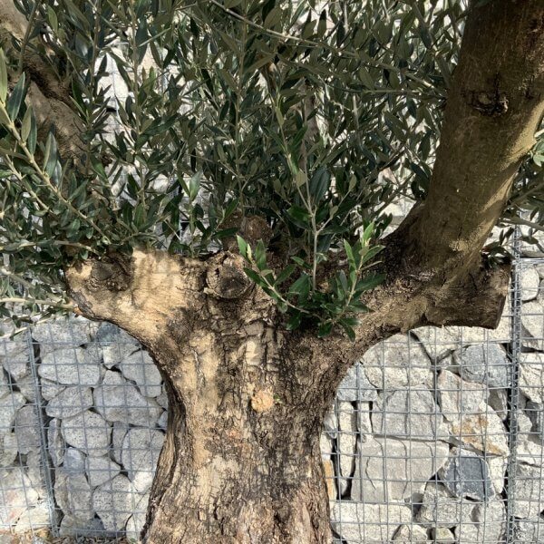 Gnarled Olive Tree Multi Thick Stem XXXL (Low Bowl) G191 - 5635CFF1 50D7 4272 A803 7C2FEDE0A212 1 105 c