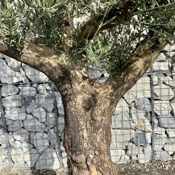 Gnarled Olive Tree Multi Thick Stem XXXL (Low Bowl) G208 - 5B579261 F539 41BE B4EB 62664363E1D7 1 105 c