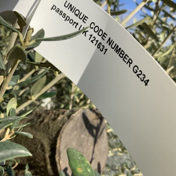 Gnarled Olive Tree Multi Stem Low Bowl XXL (Turtle) G234 - 5BA6D76E 1D92 4DB4 A156 52AAF9D9E444 1 105 c 1