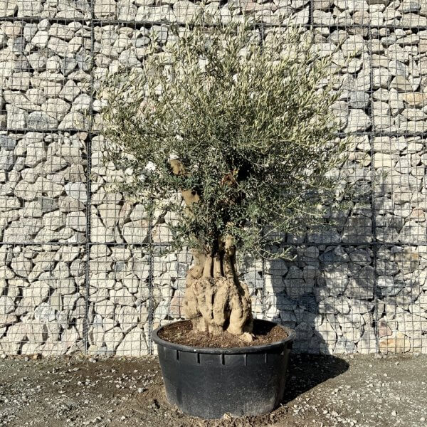 Gnarled Olive Tree Multi Stem Low Bowl XXL (Turtle) G253 - 5CA1B899 9E85 4B71 A2B6 5E609C162770 1 105 c