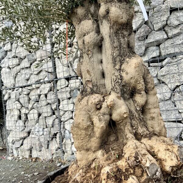 Gnarled Olive Tree Multi Stem Low Bowl XXL (Turtle) G219 - 5CAB27CB 62EB 45AA 86EC E7ED09A6556D scaled