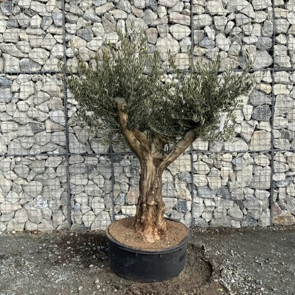 Gnarled Olive Tree Multi Thick Stem XXXL (Low Bowl) G178 - 5D02F3B4 DA2E 4FCA 905F 2CC23E0AB833 1 105 c