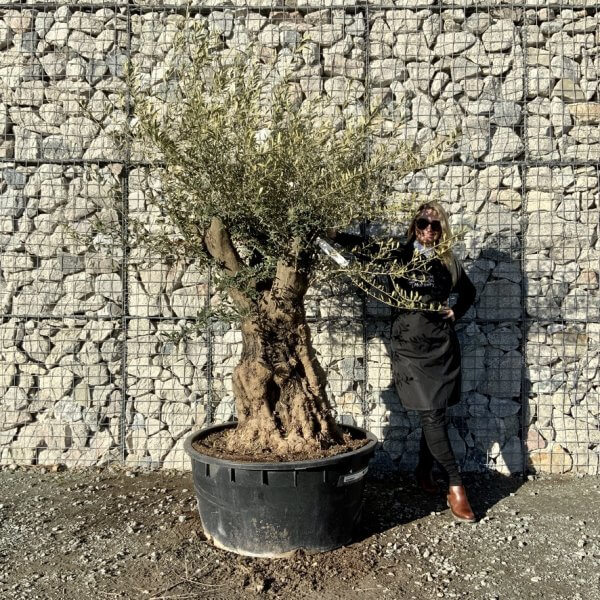 Gnarled Olive Tree Multi Stem Low Bowl XXL (Turtle) G277 - 5D800A3F 461F 4E58 B45C 1E67FAD5C48C 1 105 c