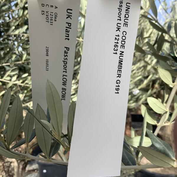 Gnarled Olive Tree Multi Thick Stem XXXL (Low Bowl) G191 - 60CEAA6B 8F4B 4238 8EDB 459FDAE75EBE 1 105 c