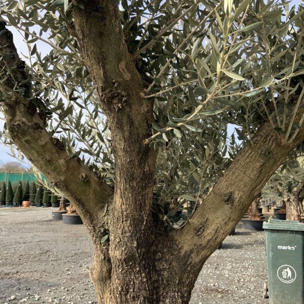 Gnarled Olive Tree Multi Thick Stem XXXL (Low Bowl) G173 - 62ED22C8 0841 4EB1 B3F3 3EC869BF8555 1 105 c