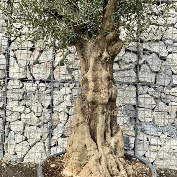 Gnarled Olive Tree Multi Stem Low Bowl XXL (Turtle) G226 - 64B5CBBB 098D 41D3 B872 EBE8D32C66A3 1 105 c
