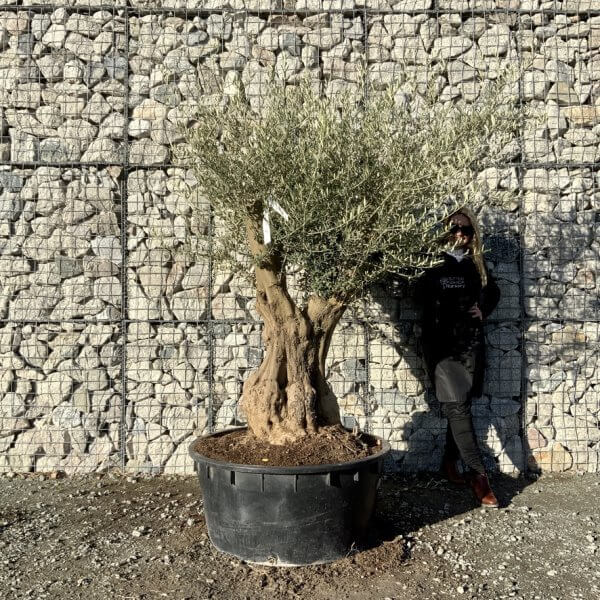 Gnarled Olive Tree Multi Stem Low Bowl XXL (Turtle) G280 - 6B146A94 10AE 48C6 A98A 9138915EAEDC 1 105 c