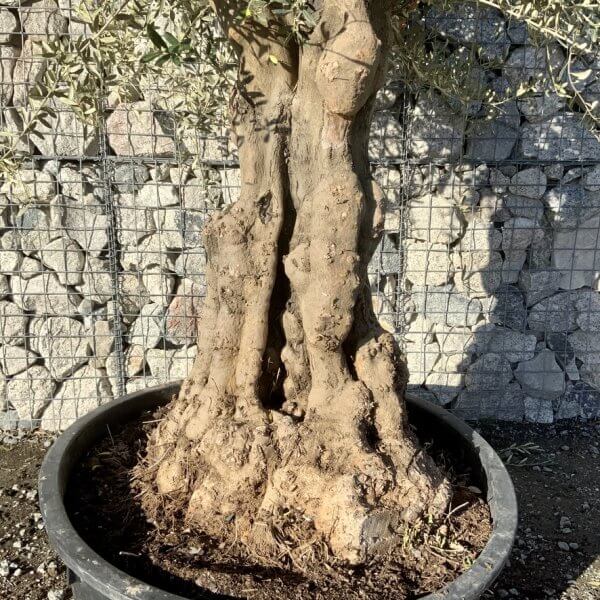 Gnarled Olive Tree Multi Stem Low Bowl XXL (Turtle) G278 - 6C03C13C 287F 416E 88D2 FFD99B142897 1 105 c