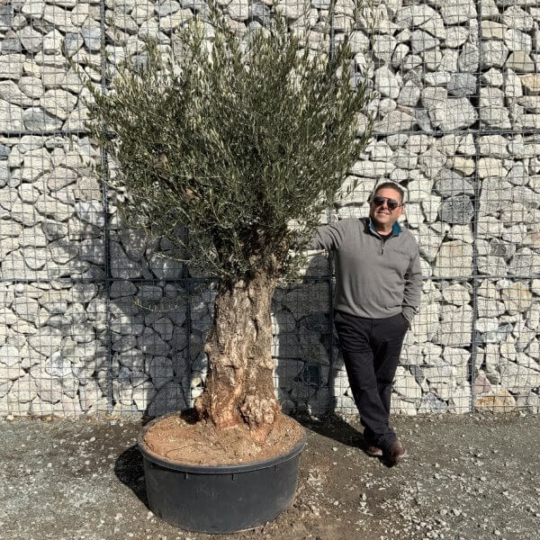 Gnarled Olive Tree Multi Thick Stem XXXL (Low Bowl) G212 - 6C448510 04D5 4989 A8F1 3E4A26DEF8C0 1 105 c