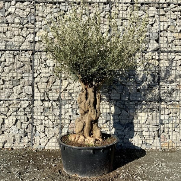 Gnarled Olive Tree Multi Stem Low Bowl XXL (Turtle) G256 - 6FAFA4C2 61A9 4239 9932 8781B69434B9 1 105 c