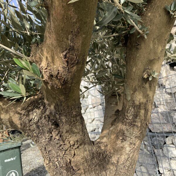 Gnarled Olive Tree Multi Thick Stem XXXL (Low Bowl) G170 - 70B6A53B D55C 4FD1 990B 0E695739D451 1 105 c