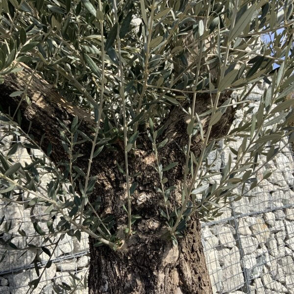 Gnarled Olive Tree Multi Thick Stem XXXL (Low Bowl) G212 - 75549A67 C018 48DD A12D F4AD3BC416E4 1 105 c