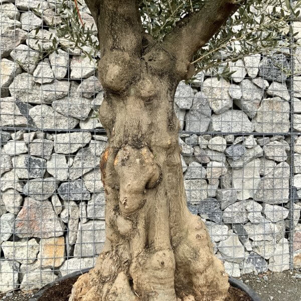 Gnarled Olive Tree Multi Stem Low Bowl XXL (Turtle) G223 - 764C0C2F FDC3 47AC 8111 87D2FF9C24C3 1 105 c