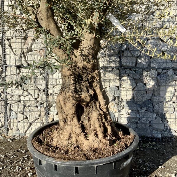 Gnarled Olive Tree Multi Stem Low Bowl XXL (Turtle) G277 - 777ED3AE F2D5 413A B7C2 4DAC4AFE0AB0 1 105 c