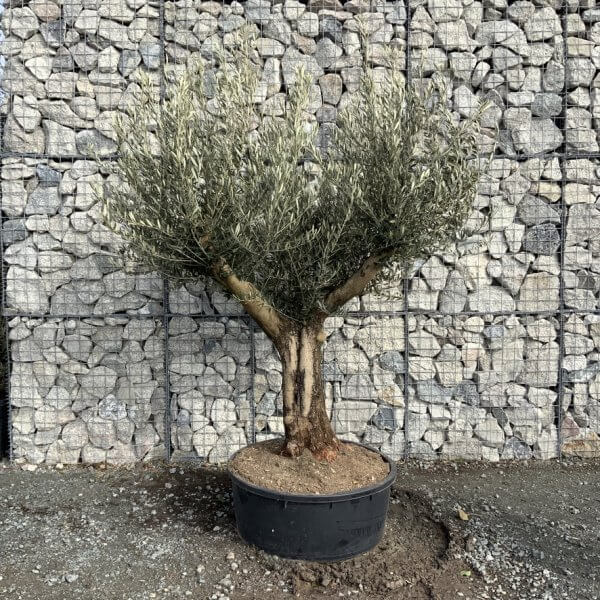 Gnarled Olive Tree Multi Thick Stem XXXL (Low Bowl) G180 - 78F52ABA 7CA8 4D61 B771 D87C9C794F10 1 105 c