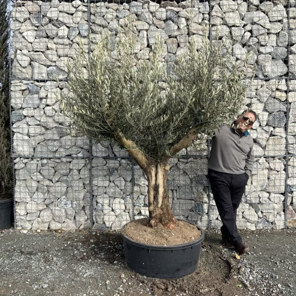 Gnarled Olive Tree Multi Thick Stem XXXL (Low Bowl) G180 - 7A6EAA2F 0BC9 45C9 B77F F1CCA90FEB50 1 105 c