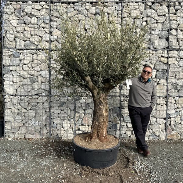 Gnarled Olive Tree Multi Thick Stem XXXL (Low Bowl) G175 - 7FA46CAD BA23 48A3 A23D 3100CBAC8874 1 105 c