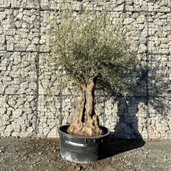 Gnarled Olive Tree Multi Stem Low Bowl XXL (Turtle) G278 - 80EBA7BC 6ADD 4D81 A157 7183B76ECD27 1 105 c