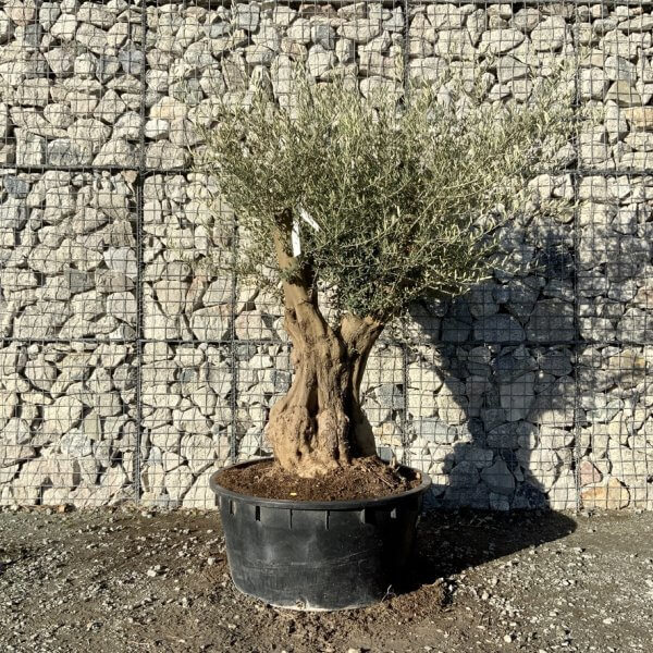 Gnarled Olive Tree Multi Stem Low Bowl XXL (Turtle) G280 - 840C537E BB07 4EBE 948D 3E67DCC4D167 1 105 c