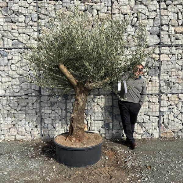 Gnarled Olive Tree Multi Thick Stem XXXL (Low Bowl) G189 - 86E43A3F E666 418C 9A31 7A093093E446 1 105 c