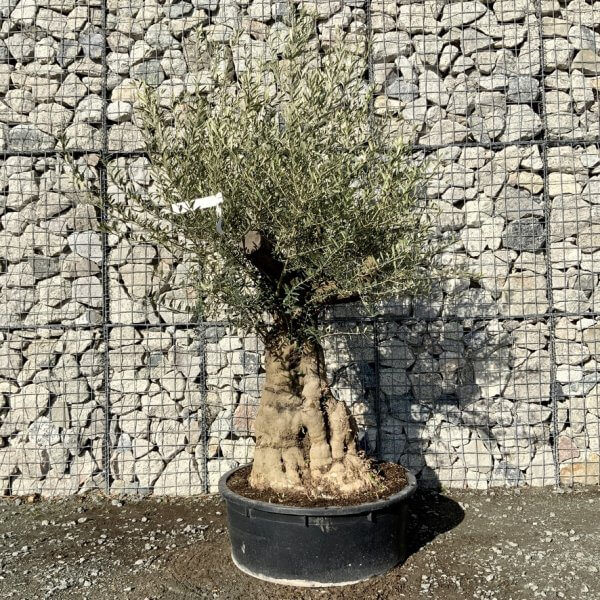 Gnarled Olive Tree Multi Stem Low Bowl XXL (Turtle) G234 - 87480AFF BA11 4CAB A9CE 8011E4447E24 1 105 c 1