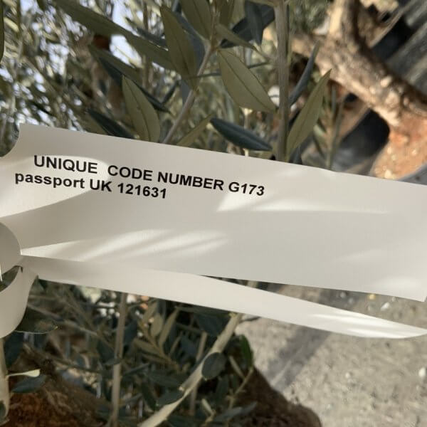 Gnarled Olive Tree Multi Thick Stem XXXL (Low Bowl) G173 - 89E886DE 44C3 4AED BF44 2775E12AB5CE 1 105 c
