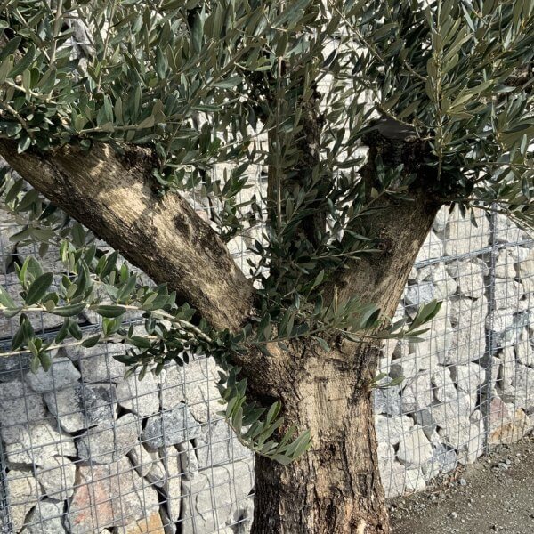 Gnarled Olive Tree Multi Thick Stem XXXL (Low Bowl) G202 - 8C43197F 19D0 4CA9 9D01 777BBB7B3C0C 1 105 c