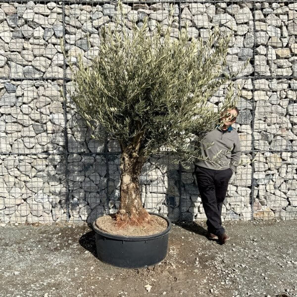 Gnarled Olive Tree Multi Thick Stem XXXL (Low Bowl) G211 - 8E770707 5F6E 40A8 8CDB 35471432B3C1 1 105 c