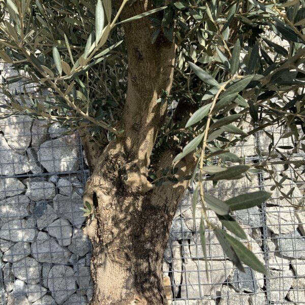 Gnarled Olive Tree Multi Thick Stem XXXL (Low Bowl) G211 - 8F4EE537 5811 4CF0 AA7F 46EB5A7EF587 1 105 c