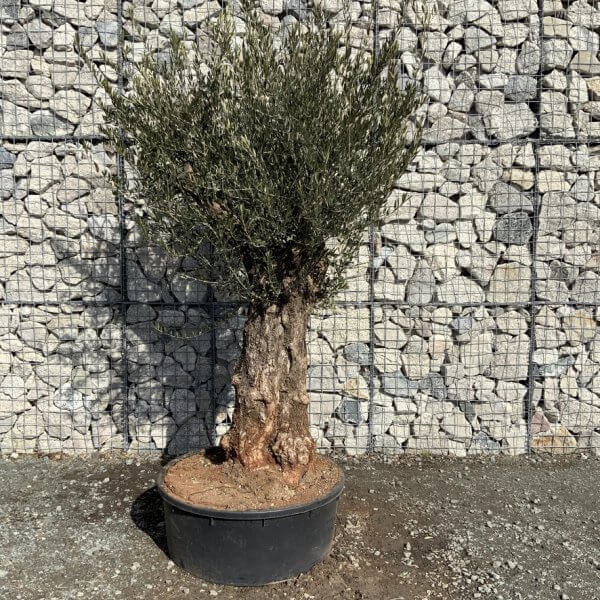 Gnarled Olive Tree Multi Thick Stem XXXL (Low Bowl) G212 - 90764A71 C063 490A B347 E4033E1FA95C 1 105 c