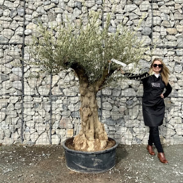 Gnarled Olive Tree Multi Stem Low Bowl XXL (Turtle) G223 - 936C94C1 E368 448D 87F0 8FBACF4B0C1B 1 105 c
