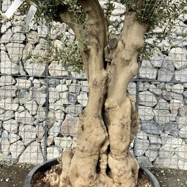 Gnarled Olive Tree Multi Stem Low Bowl XXL (Turtle) G225 - 93DB9335 C54E 4E92 9D29 C55FB8421BDD 1 105 c
