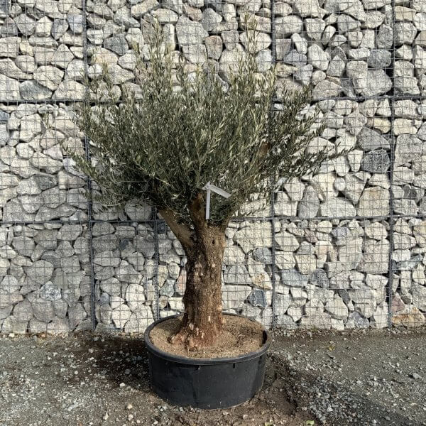 Gnarled Olive Tree Multi Thick Stem XXXL (Low Bowl) G173 - 964E6AC1 84DC 4412 B918 A2CFF3717A60 1 105 c