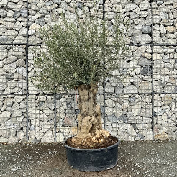 Gnarled Olive Tree Multi Stem Low Bowl XXL (Turtle) G219 - 9A48150B 32C5 4A02 A14C 278022433520 scaled