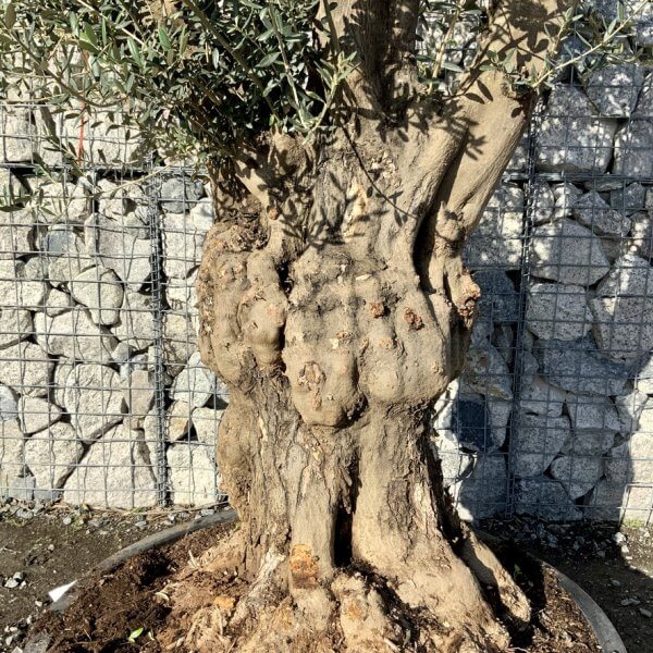 Gnarled Olive Tree Multi Stem Low Bowl XXL (Turtle) G243 - A4E41F0B 78B9 42D9 B1A1 F66EDD777223 1 105 c