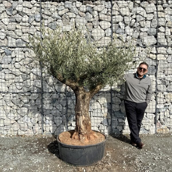Gnarled Olive Tree Multi Thick Stem XXXL (Low Bowl) G208 - AB61D7F0 E8A2 4998 A613 25FFE7809C66 1 105 c