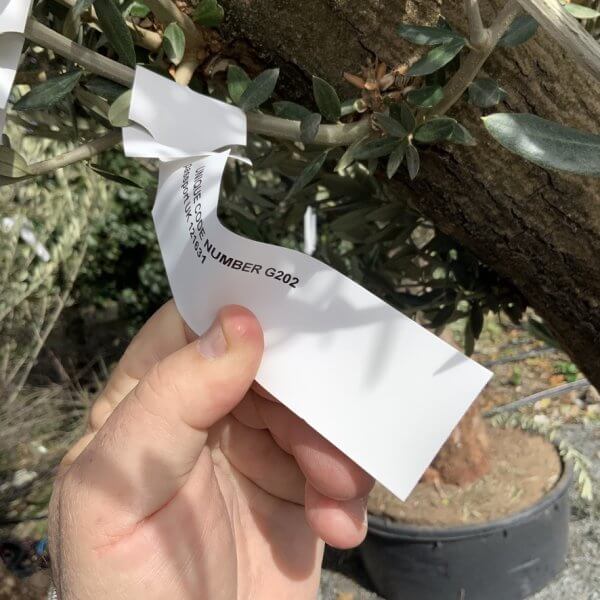 Gnarled Olive Tree Multi Thick Stem XXXL (Low Bowl) G202 - B209DB18 F777 47A9 9E3B 18C4110F14CB 1 105 c