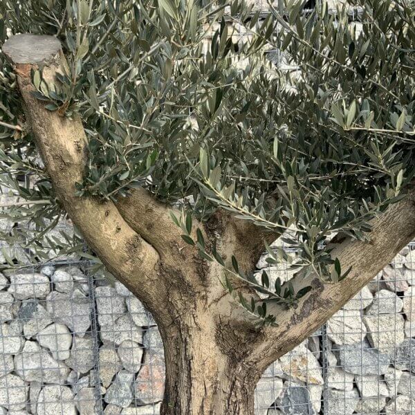Gnarled Olive Tree Multi Thick Stem XXXL (Low Bowl) G178 - B3D58676 EF43 4872 8761 133BCE0C45AF 1 105 c